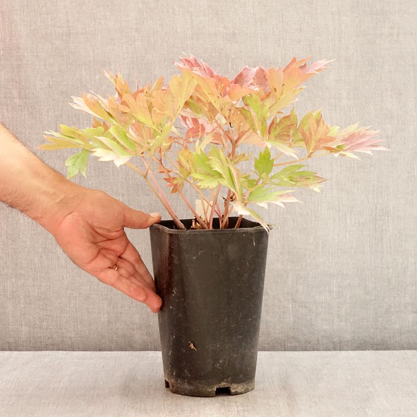 Ejemplar de Peonia Itoh Hillary Maceta 3L/4L entregado en verano