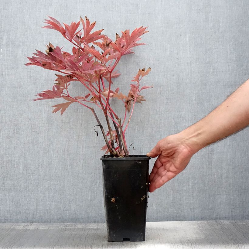 Ejemplar de Peonia Itoh Julia Rose Maceta 2L/3L entregado en otoño