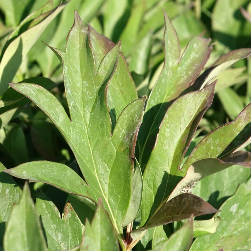 Peonia Itoh Pink Ardour (Follaje)