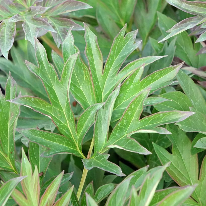 Peonia Itoh Viking Full Moon (Follaje)
