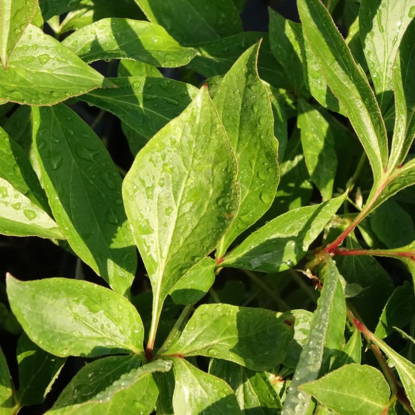 Peonia lactiflora Alertie (Follaje)
