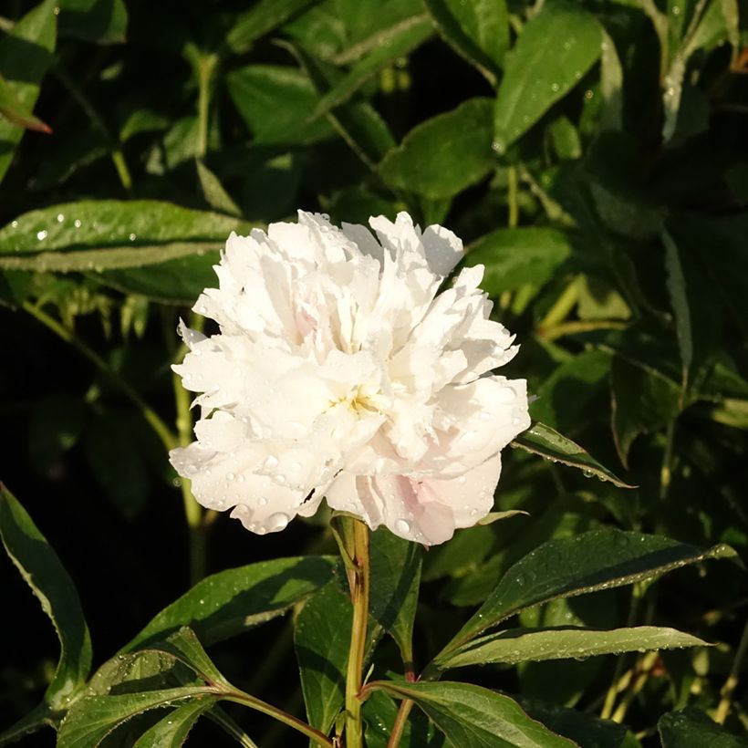 Peonia lactiflora Alertie (Floración)