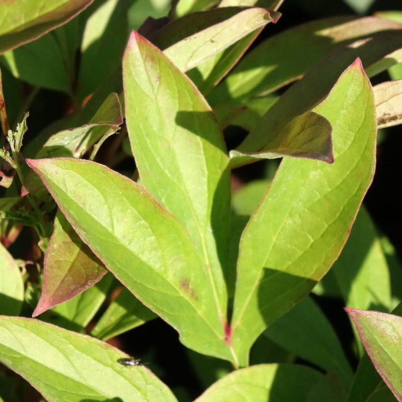 Peonia lactiflora Amabilis (Follaje)