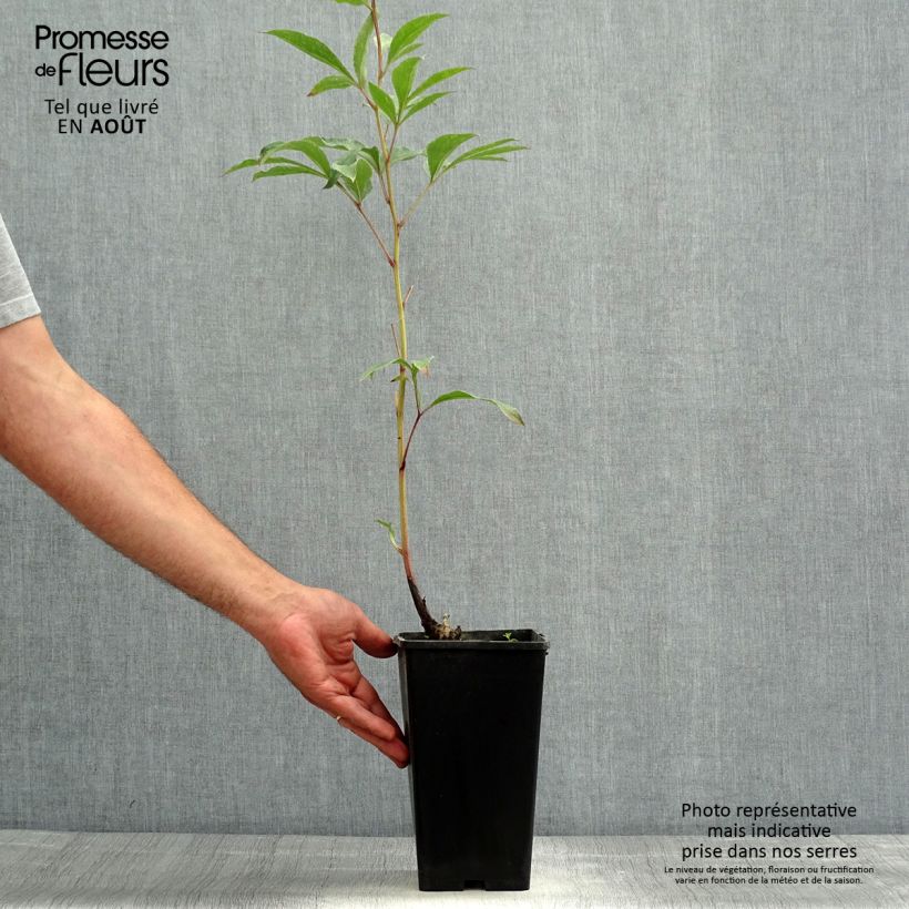 Ejemplar de Peonia lactiflora Big Ben Maceta 3L/4L entregado en verano
