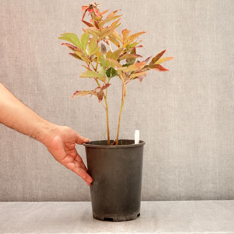 Ejemplar de Peonia lactiflora Boule de Neige Maceta 3L/4L entregado en verano