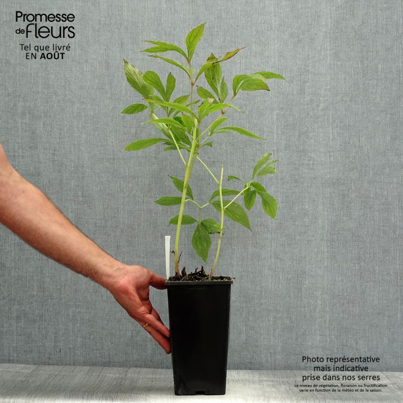 Ejemplar de Peonia lactiflora Bowl of Beauty Maceta 3L/4L entregado en verano