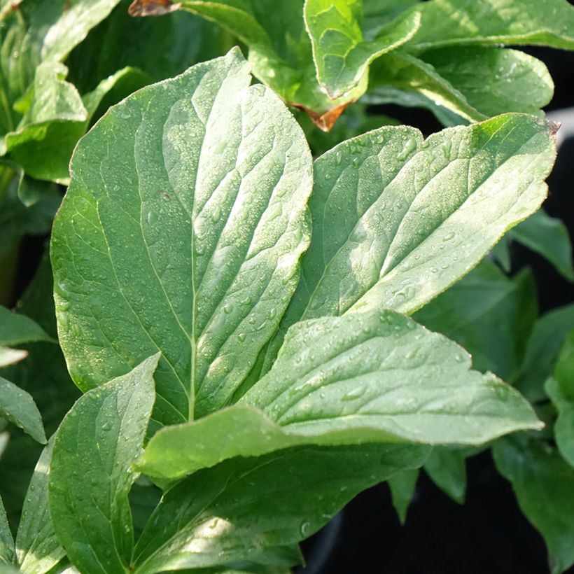 Peonia lactiflora Buckeye Belle (Follaje)