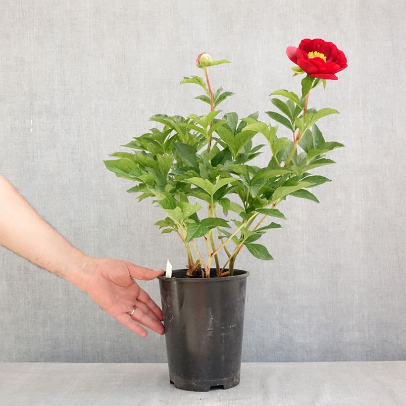Peonia lactiflora Buckeye Belle Maceta 3L/4L Ejemplar entregado en la primavera