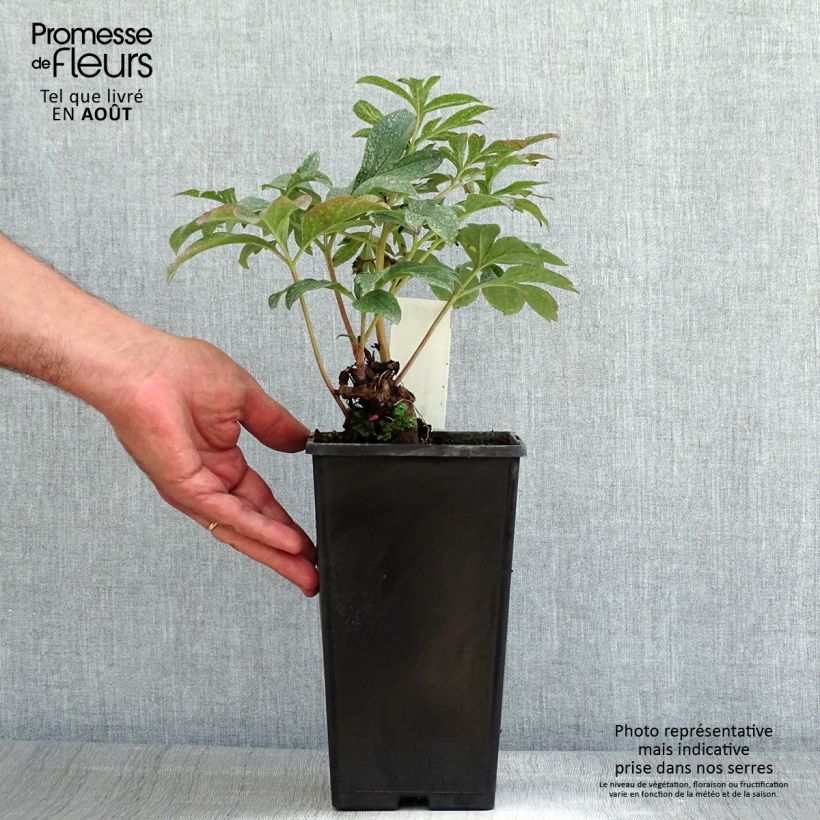 Ejemplar de Peonia lactiflora Coral Charm Maceta 3L/4L entregado en verano