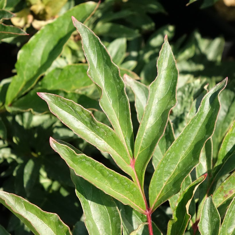 Peonia lactiflora Coral Magic (Follaje)
