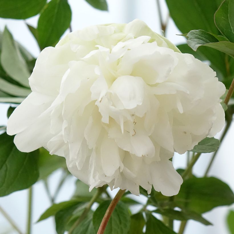 Peonia lactiflora Corinne Wersan (Floración)