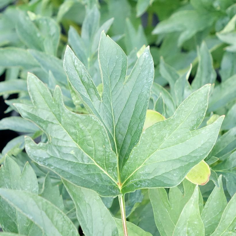 Peonia lactiflora Cytherea (Follaje)