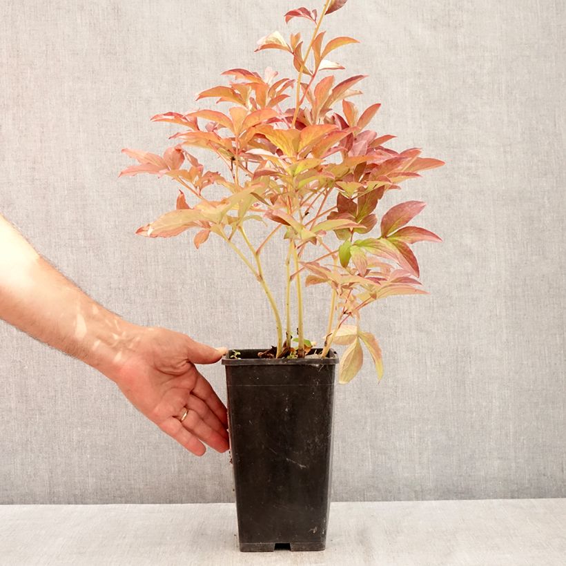 Ejemplar de Peonia lactiflora Do Tell Maceta 3L/4L entregado en verano