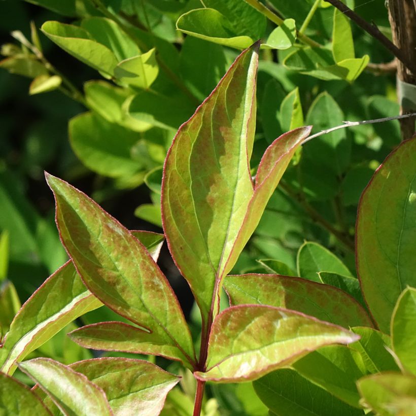 Peonia lactiflora Doreen (Follaje)