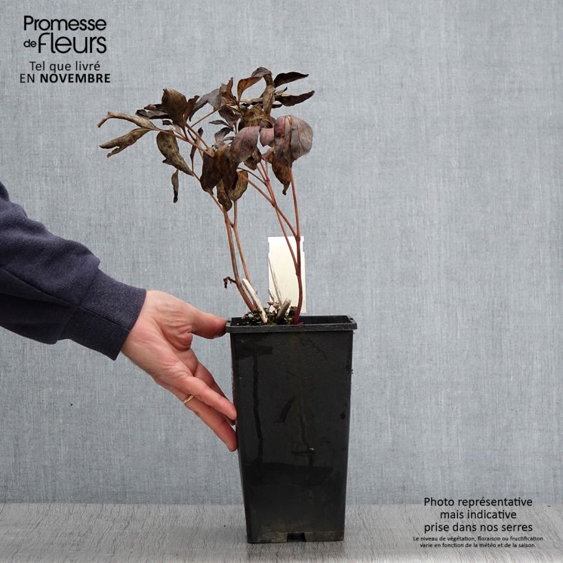 Ejemplar de Peonia lactiflora Doreen Maceta 3L/4L entregado en otoño