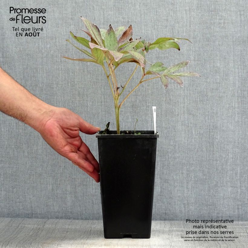 Ejemplar de Peonia lactiflora Dr Alexander Fleming Cepa 3/5 ojos entregado en verano