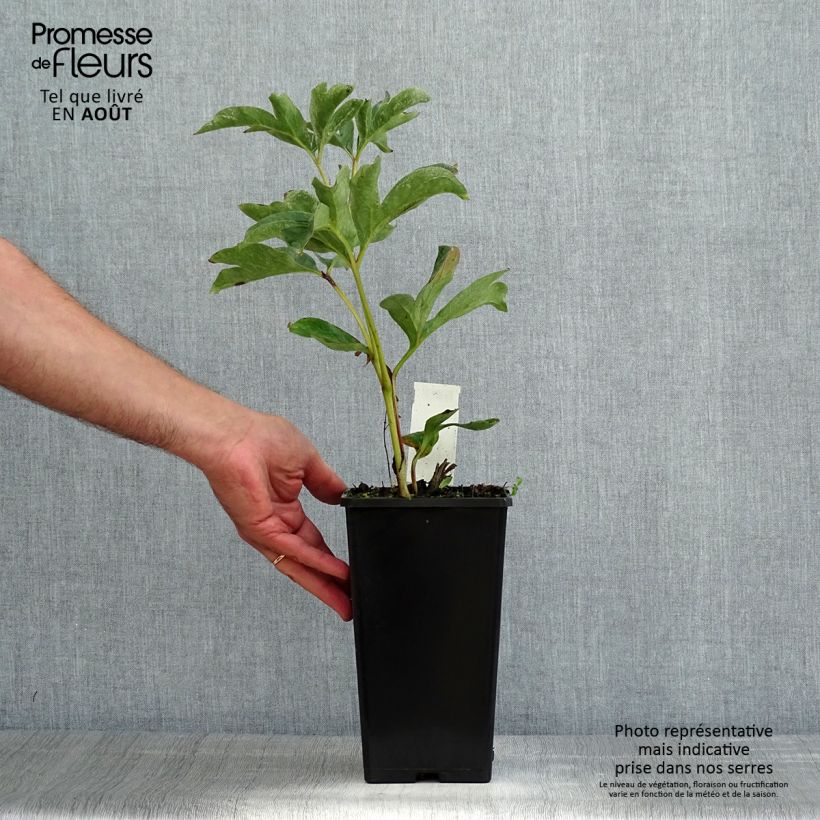 Ejemplar de Peonia lactiflora Duchesse de Nemours Cepa 3/5 ojos entregado en verano