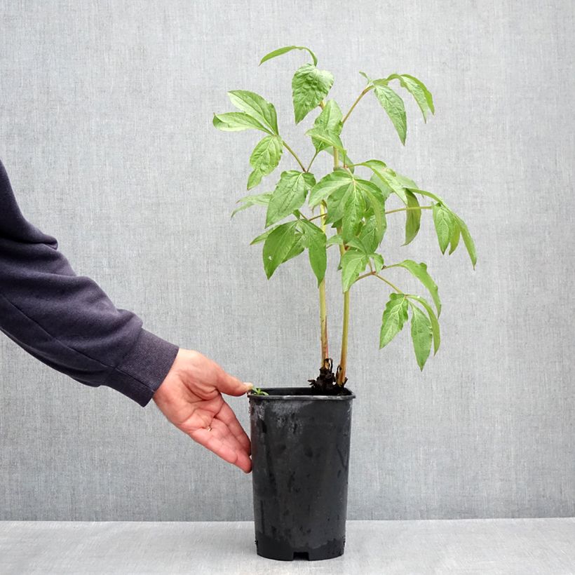 Peonia lactiflora Dynasty Maceta 4L/5L Ejemplar entregado en la primavera