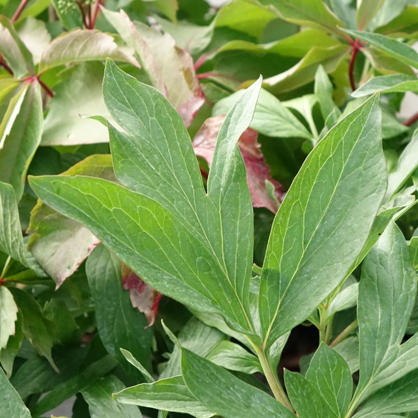 Peonia lactiflora Early flamingo (Follaje)