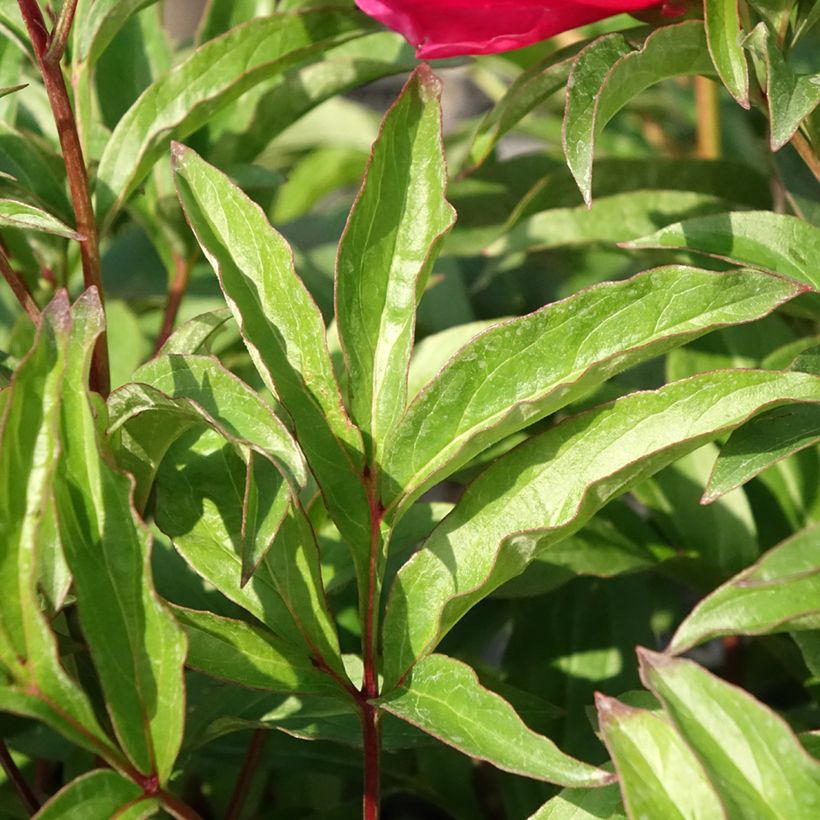 Peonia lactiflora Fantastic (Follaje)