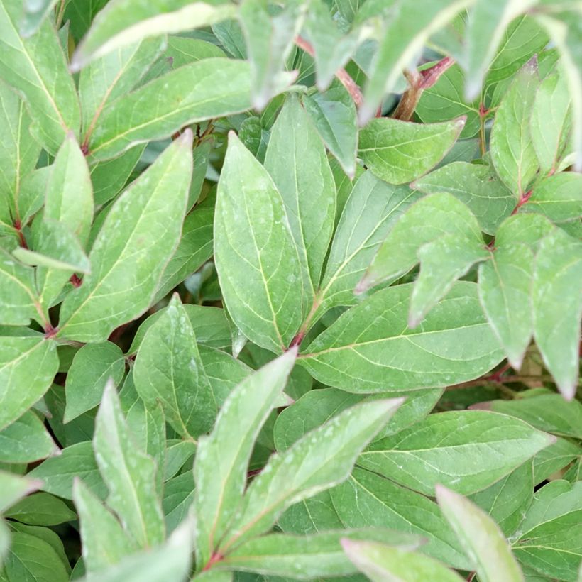 Peonia lactiflora Françoise Ortegat (Follaje)