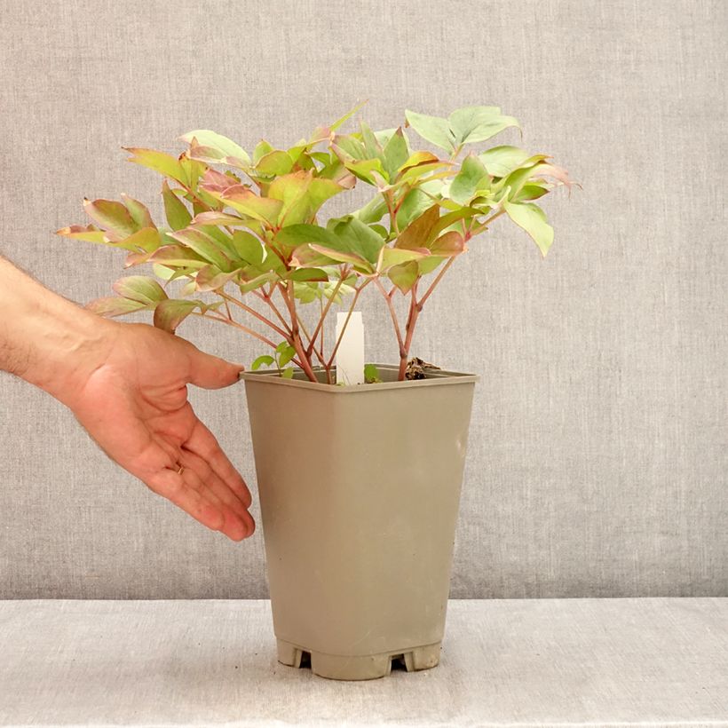 Ejemplar de Peonia lactiflora Green Halo Maceta 3L/4L entregado en verano