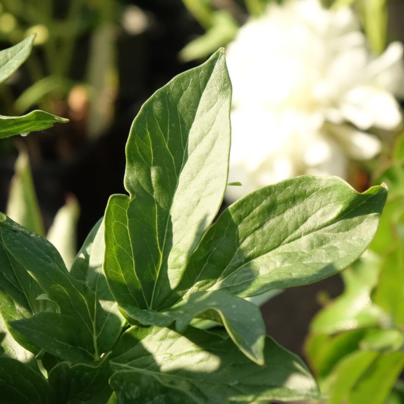 Peonia lactiflora Bockstoce (Follaje)