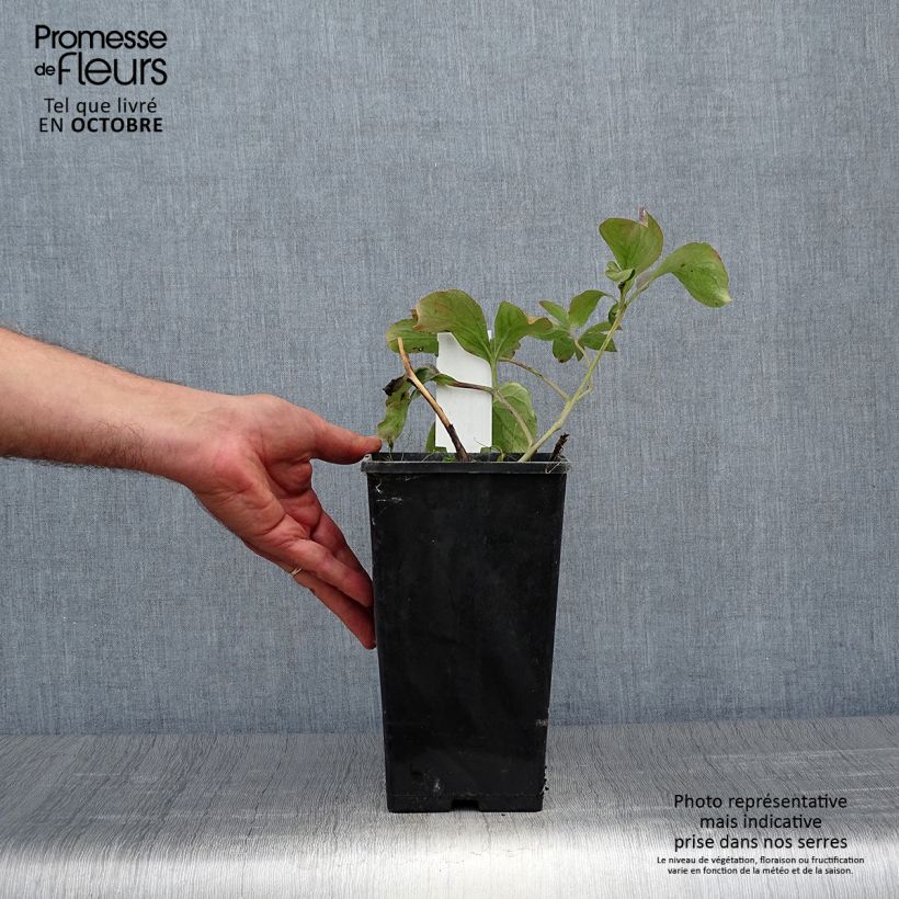 Ejemplar de Peonia lactiflora Inspecteur Lavergne Maceta 3L/4L entregado en otoño