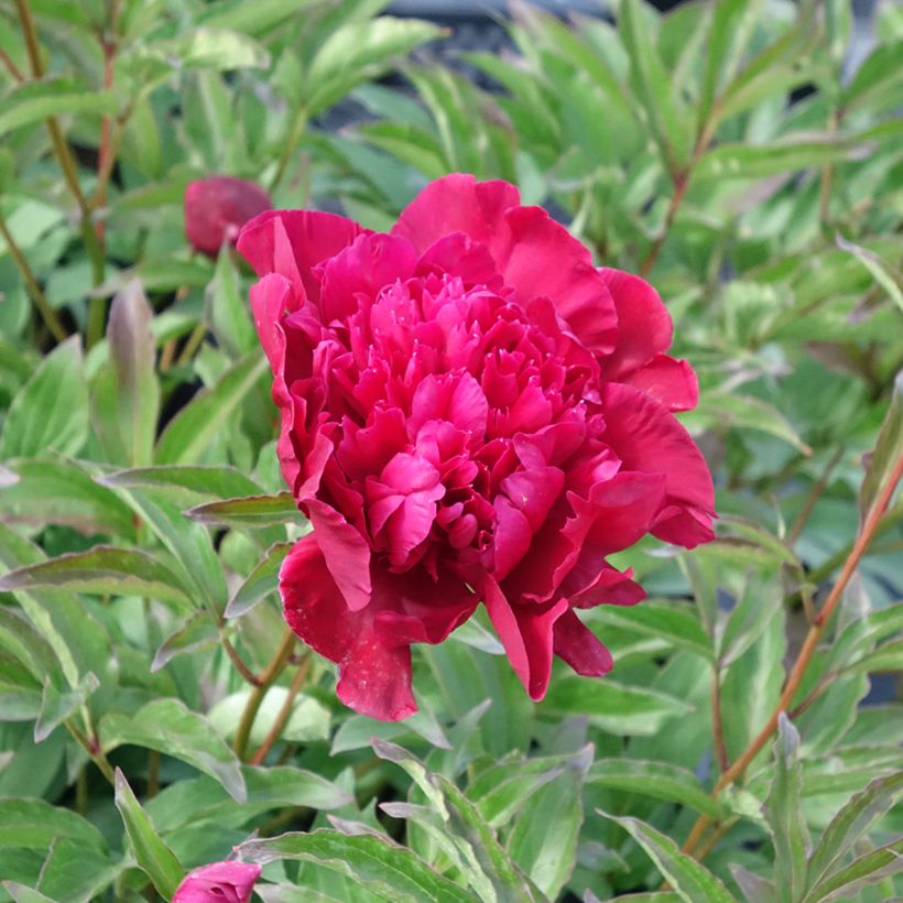 Peonia lactiflora Inspecteur Lavergne (Floración)