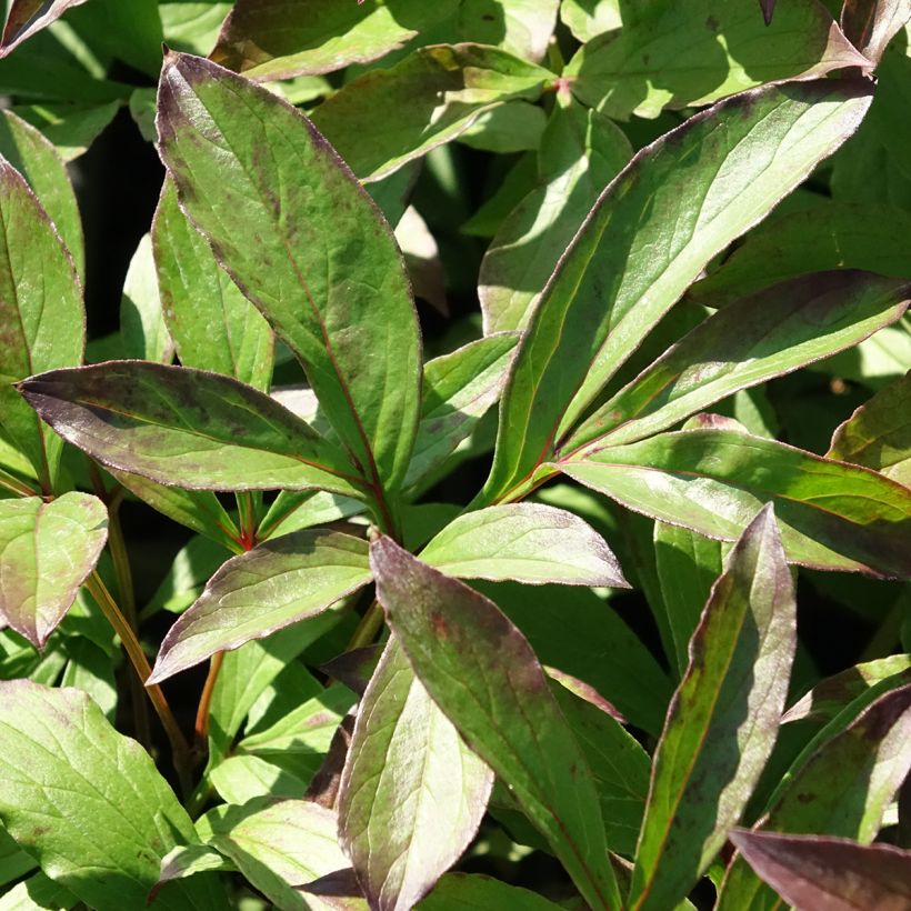 Peonia lactiflora Jacorma (Follaje)