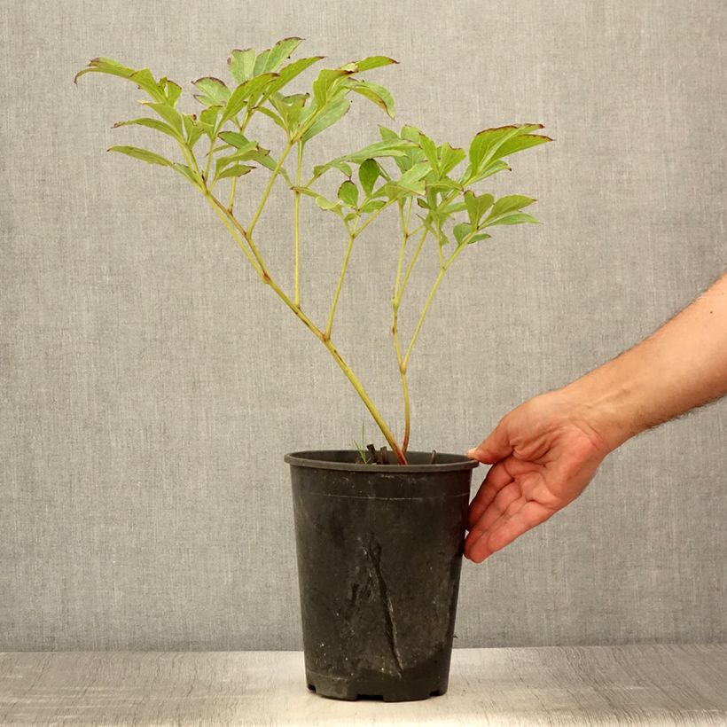 Ejemplar de Peonia lactiflora Jan van Leeuwen Maceta 3L/4L entregado en verano