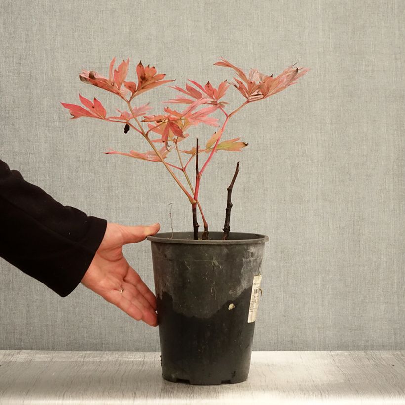Ejemplar de Peonia lactiflora Kansas Maceta 3L/4L entregado en otoño