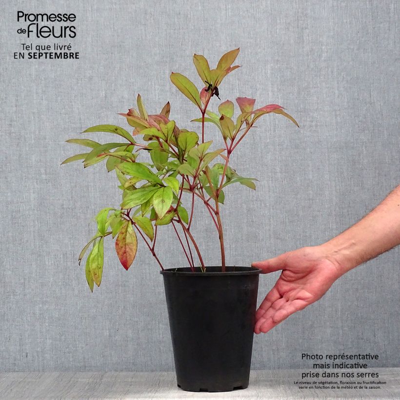 Ejemplar de Peonia lactiflora Karl Rosenfield Maceta 3L/4L entregado en verano