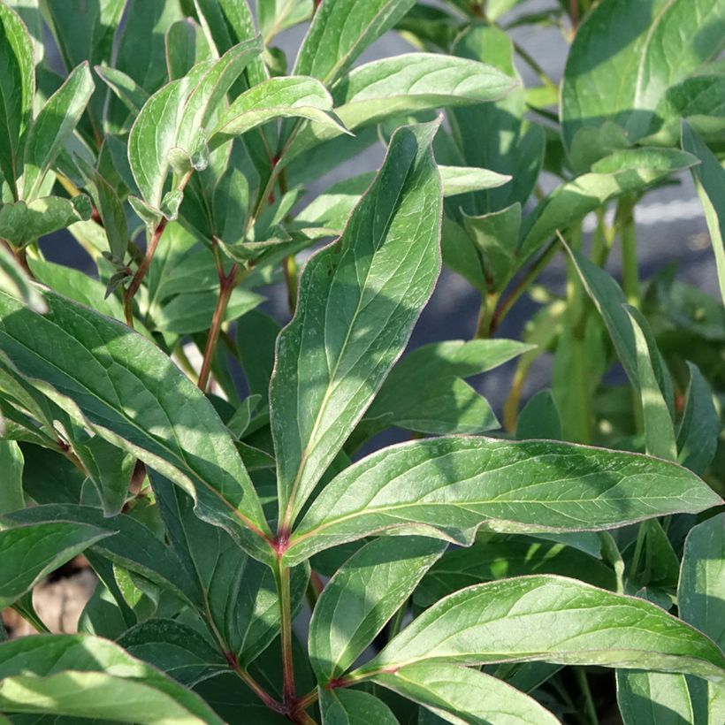 Peonia lactiflora Lady Orchid (Follaje)