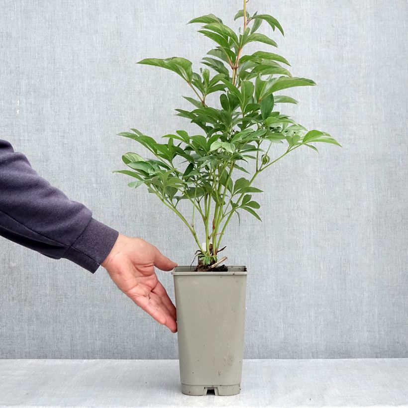 Peonia lactiflora Lady Orchid Maceta 3L/4L Ejemplar entregado en la primavera