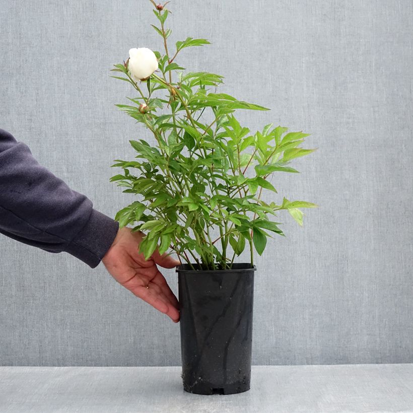 Peonia lactiflora Lancaster Imperial Maceta 4L/5L Ejemplar entregado en la primavera