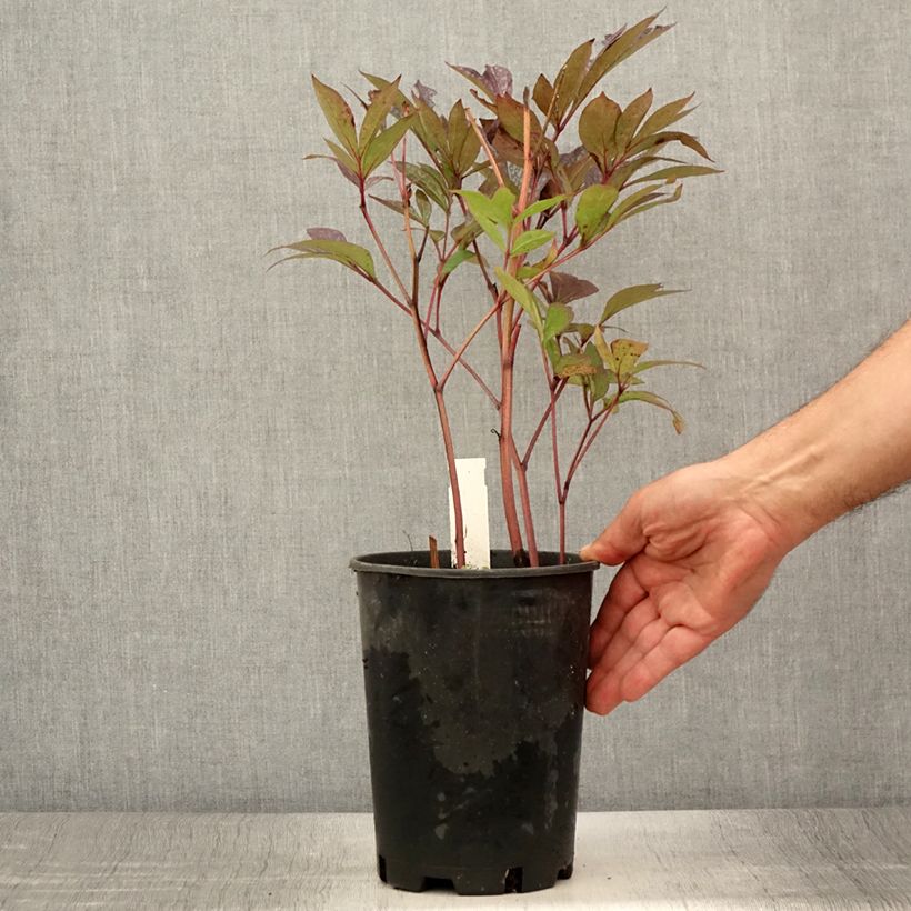 Ejemplar de Peonia lactiflora Peonia Maceta 3L/4L entregado en verano