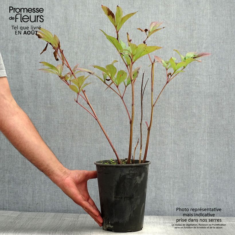 Ejemplar de Peonia lactiflora Peonia Cepa 3/5 ojos entregado en verano