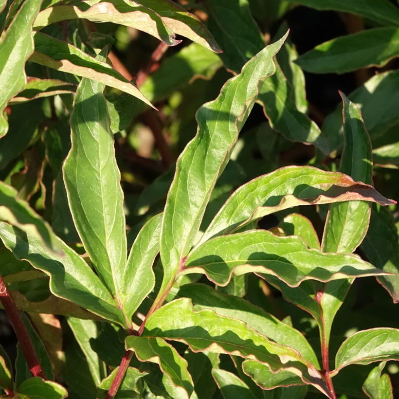 Peonia lactiflora Marie lemoine (Follaje)