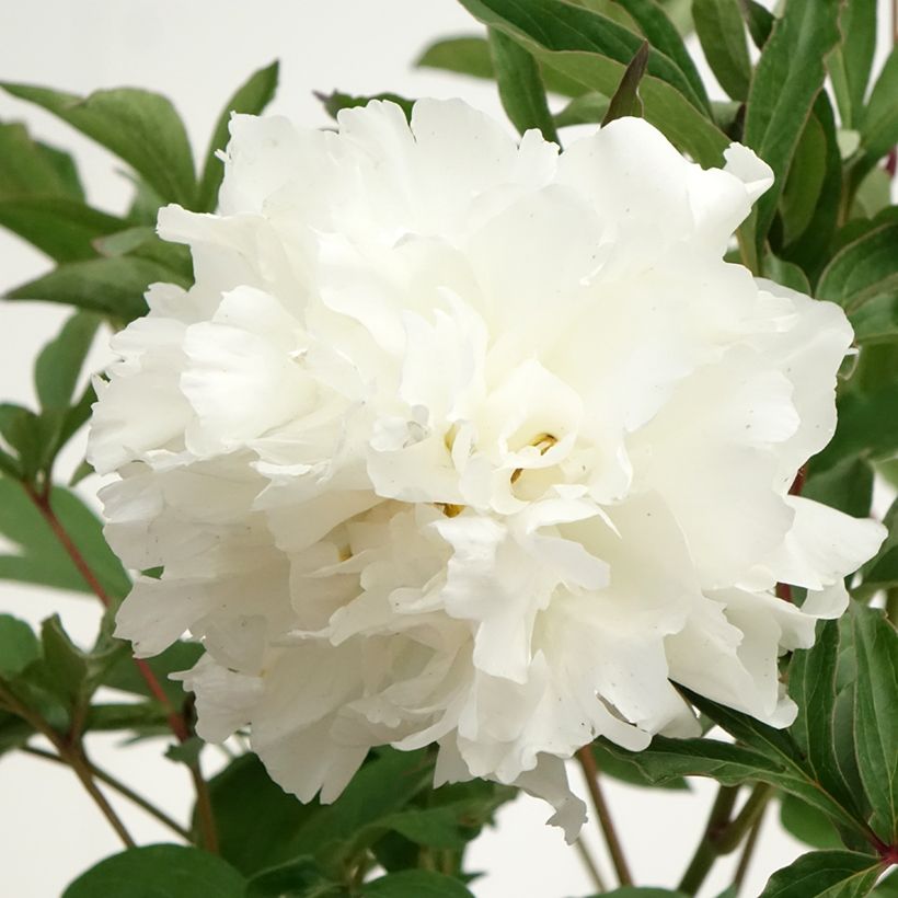 Peonia lactiflora Mistress (Floración)
