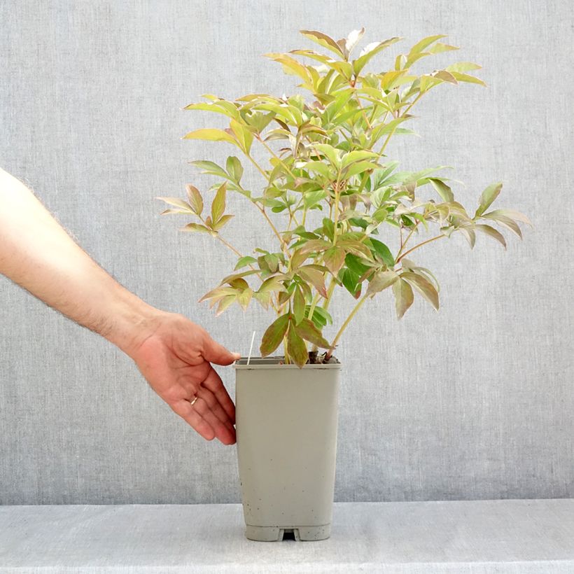 Ejemplar de Peonia lactiflora Mistress Maceta 4L/5L entregado en verano