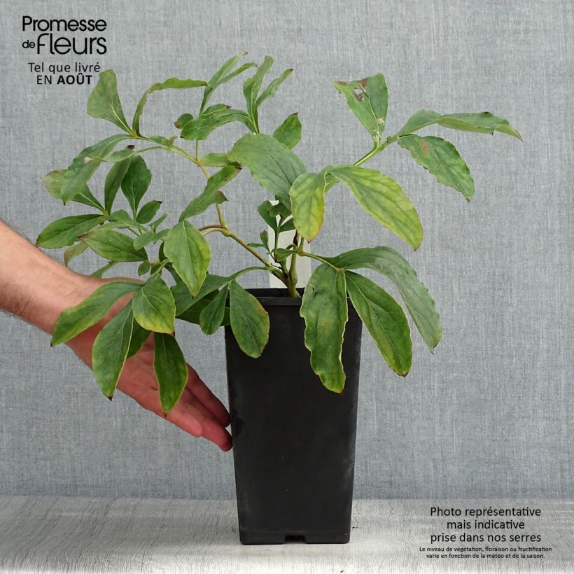Ejemplar de Peonia lactiflora Monsieur Jules Elie Maceta 3L/4L entregado en verano