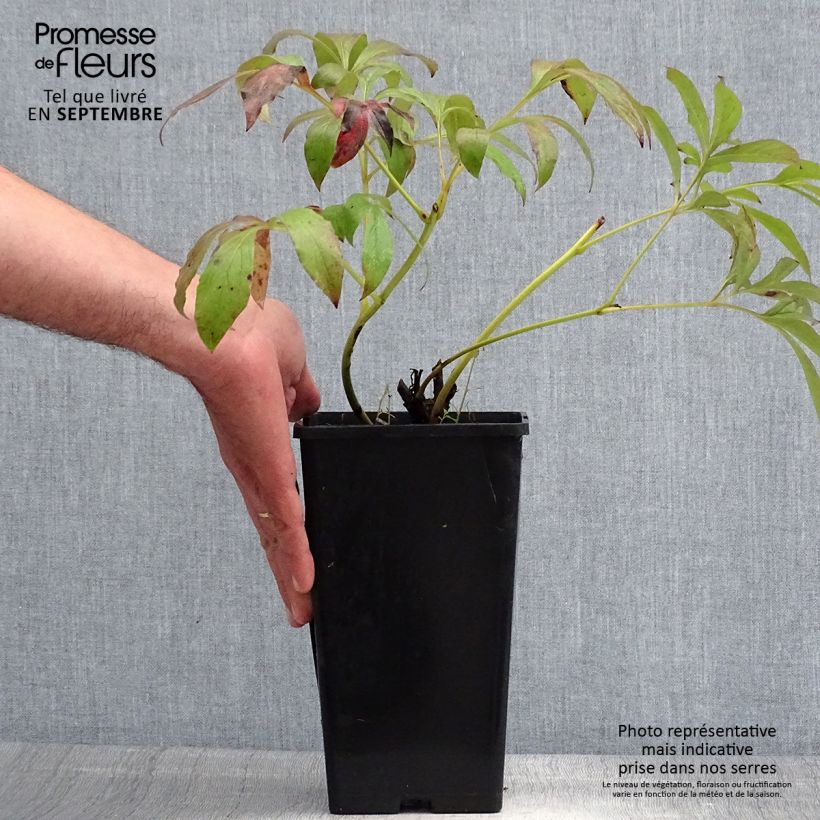 Ejemplar de Peonia lactiflora Primevère Cepa 3/5 ojos entregado en verano