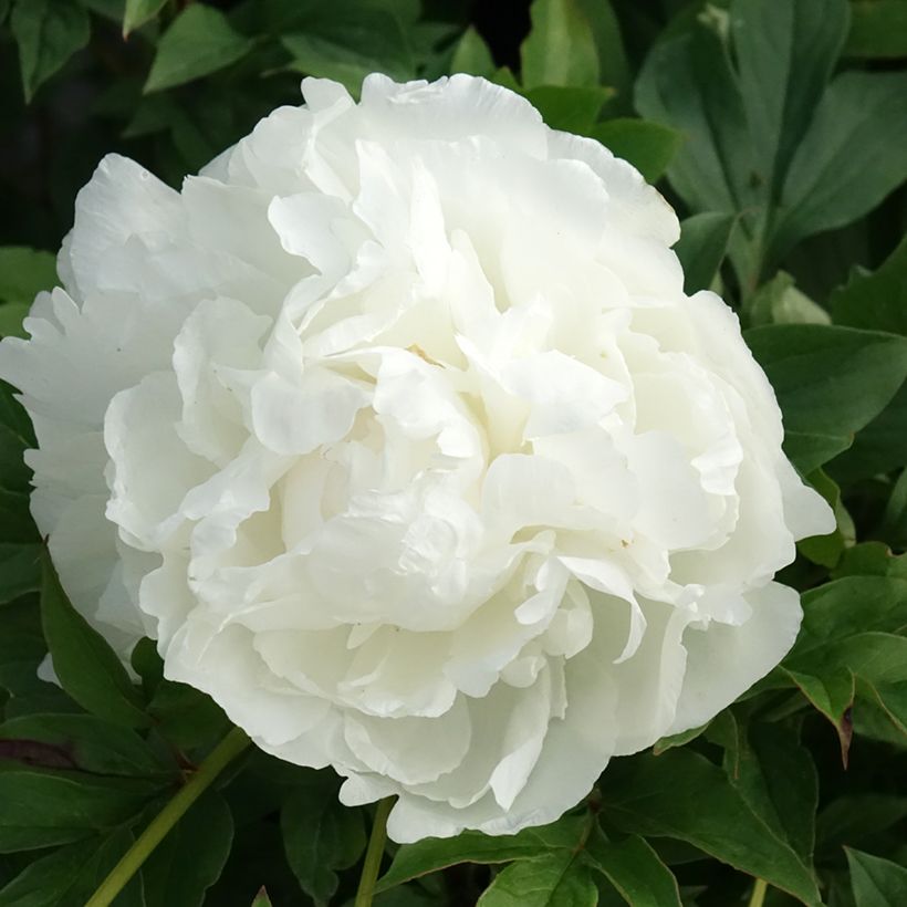 Peonia lactiflora Puffed Cotton (Floración)
