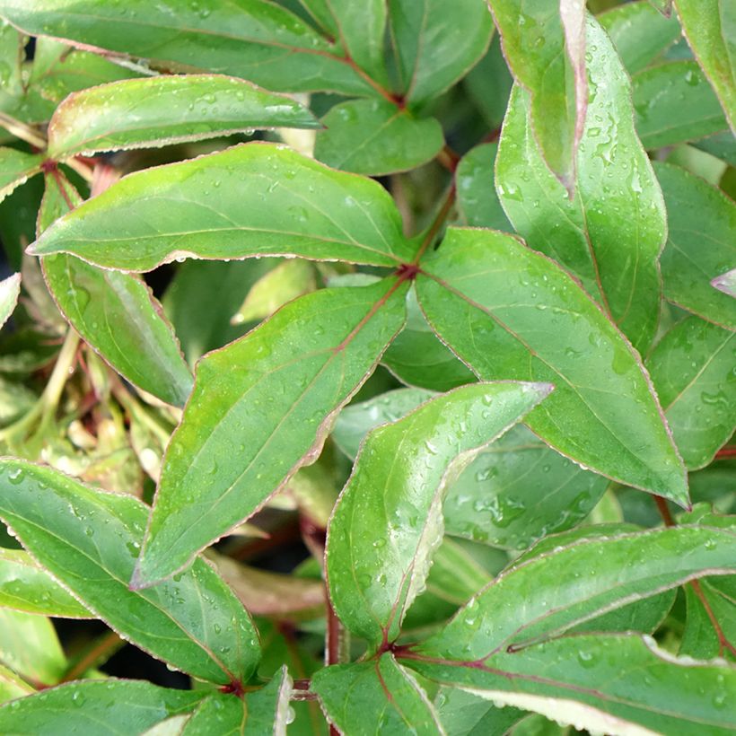 Peonia lactiflora Red Charm (Follaje)