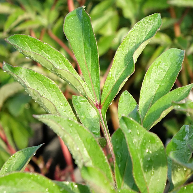 Peonia lactiflora Konigin Wilhelmina (Follaje)