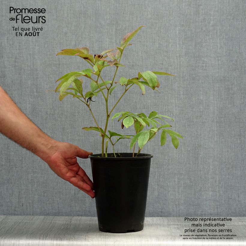 Ejemplar de Peonia lactiflora Sea Shell Cepa 3/5 ojos entregado en verano