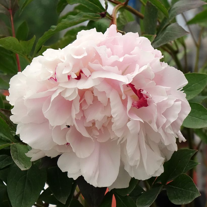 Peonia lactiflora Vogue (Floración)