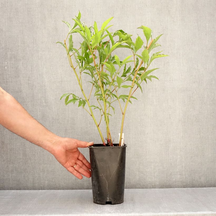 Peonia lactiflora Vogue Maceta 4L/5L Ejemplar entregado en la primavera