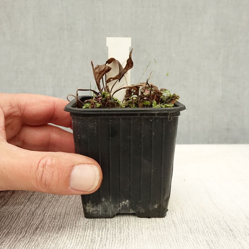 Ejemplar de Alisma plantago-aquatica - Llantén de agua Maceta de 8/9 cm entregado en otoño